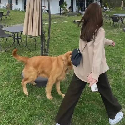 飞马俏姑娘